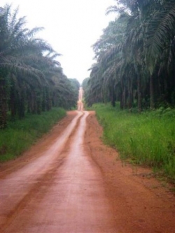 Plantation de palmiers